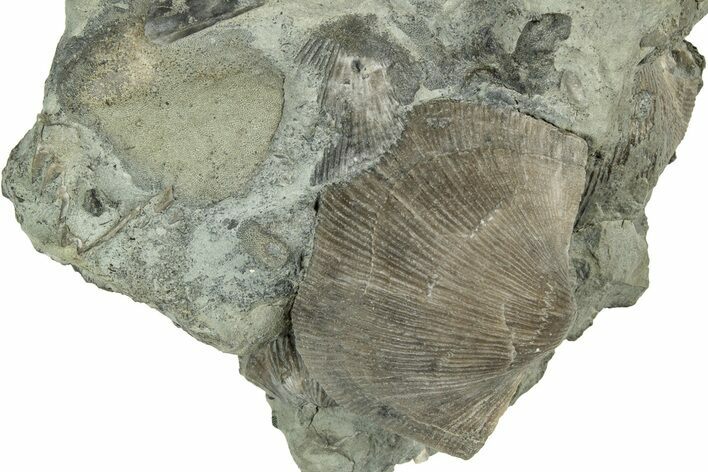Fossil Brachiopods (Hebertella) in Limestone - Kentucky #325694